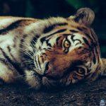 أنثى نمر ذهبي تثير ضجة وتتحول إلى نجمة على مواقع التواصل.. ما القصة؟