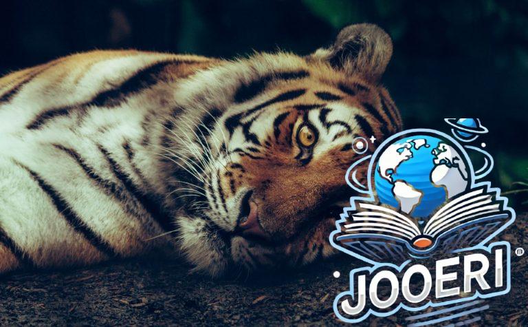 أنثى نمر ذهبي تثير ضجة وتتحول إلى نجمة على مواقع التواصل.. ما القصة؟