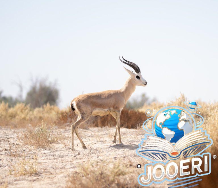 إطلاق 20 ظبي ريم و4 من المها العربي في منتزه الأحساء..فما الأهداف