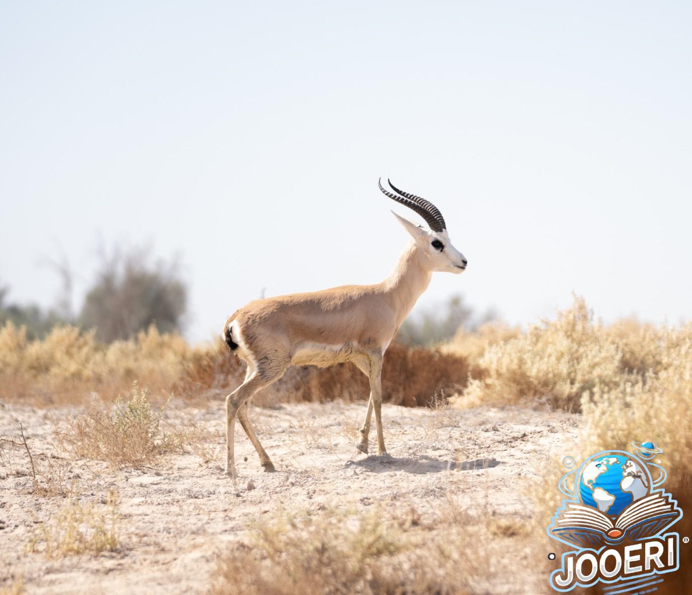 إطلاق 20 ظبي ريم و4 من المها العربي في منتزه الأحساء..فما الأهداف