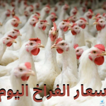 “افرحوا الكل هيشتري”.. سعر الفراخ والبيض اليوم الأربعاء 20 نوفمبر 2024 في بورصة الدواجن والأسواق المصرية والمحلات