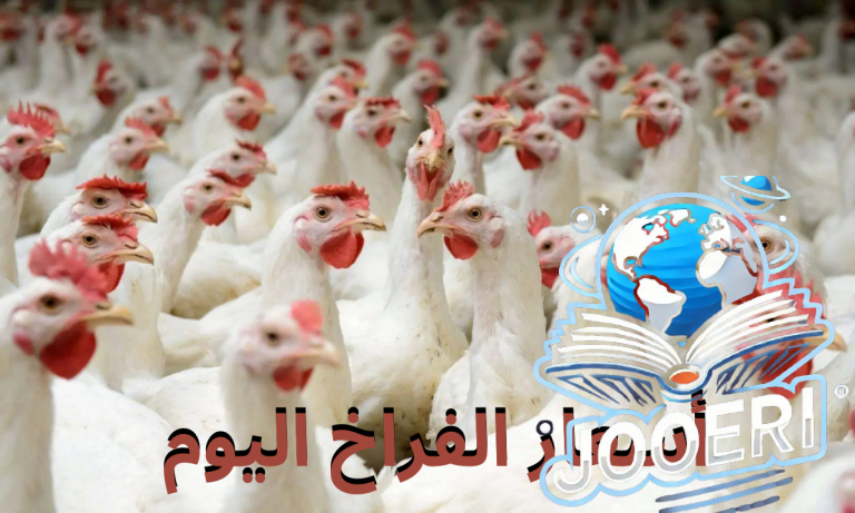 “افرحوا الكل هيشتري”.. سعر الفراخ والبيض اليوم الأربعاء 20 نوفمبر 2025 في بورصة الدواجن والأسواق المصرية والمحلات