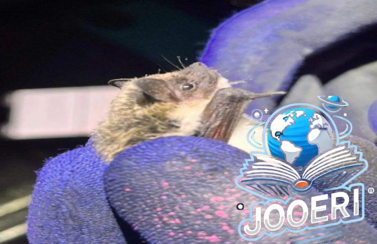 اكتشاف علمي مميز.. نوع جديد من الخفافيش يثري التنوع البيئي في السعودية