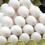 البيض التركي فاسد.. عضو اتحاد الصناعات يكشف الحقيقة