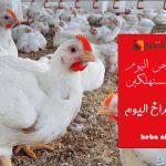 الدواجن تفاجئ المستهلكين… سعر الفراخ اليوم الإثنين 18 نوفمبر للمستهلك والبورصة