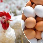 الفراخ البيضاء بكام؟.. أسعار الدواجن والبيض اليوم الأربعاء 20 نوفمبر 2024
