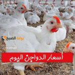 الفراخ رخصت ألحقي اشتريها.. أسعار الدواجن اليوم الخميس 21 نوفمبر بعد التراجع