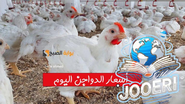 الفراخ رخصت ألحقي اشتريها.. أسعار الدواجن اليوم الخميس 21 نوفمبر بعد التراجع