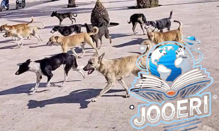 الكلاب الضالة تهدد حياة المواطنين وتؤثر بالسلب على السياحة بالغردقة