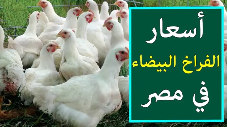الكيلو بكام انهارده؟ سعر الفراخ البيضاء اليوم الأثنين 18 نوفمبر 2025 وأسعار الكتاكيت والبط في السوق المصري