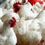 بعد الانخفاض.. سعر الدواجن اليوم الأثنين الموافق 18 نوفمبر 2024 وما هي أسعار كرتونة البيض الآن في الأسواق