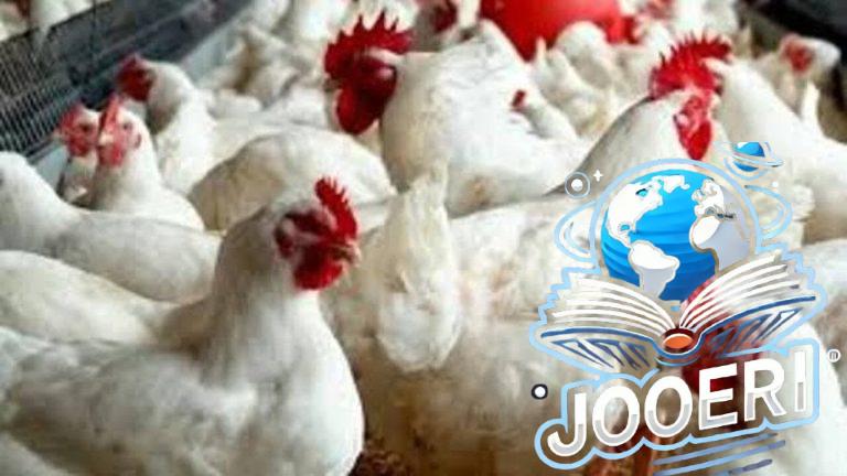 بعد الانخفاض.. سعر الدواجن اليوم الأثنين الموافق 18 نوفمبر 2025 وما هي أسعار كرتونة البيض الآن في الأسواق