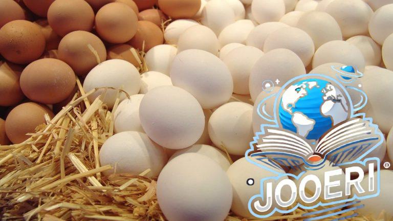 بعد انخفاض الفراخ.. تراجع سعر كرتونة البيض الأبيض والبلدي والأحمر اليوم في الأسواق