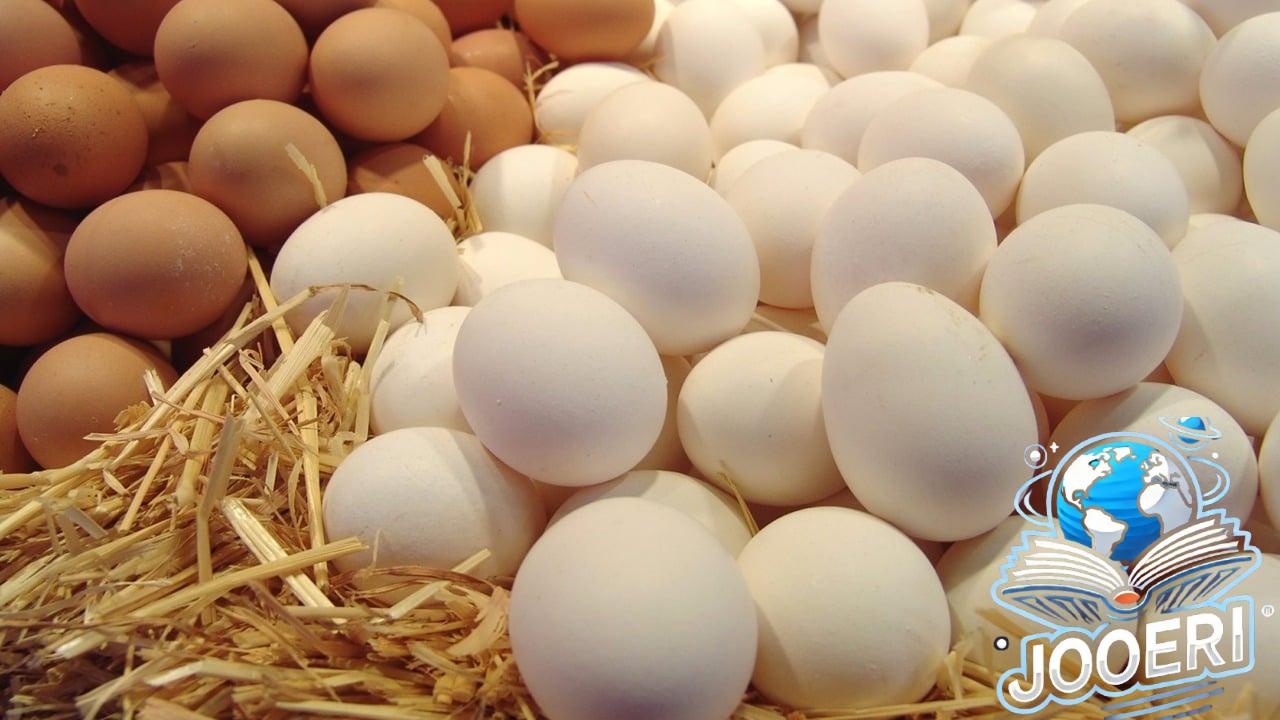 بعد انخفاض الفراخ.. تراجع سعر كرتونة البيض الأبيض والبلدي والأحمر اليوم في الأسواق