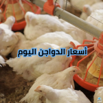 بورصة الدواجن تُوضح أسعار الفراخ والبيض اليوم في السوق المحلي للمستهلك