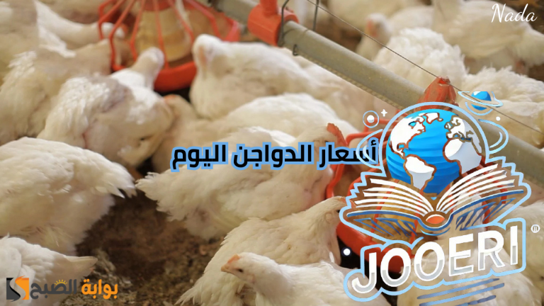 بورصة الدواجن تُوضح أسعار الفراخ والبيض اليوم في السوق المحلي للمستهلك