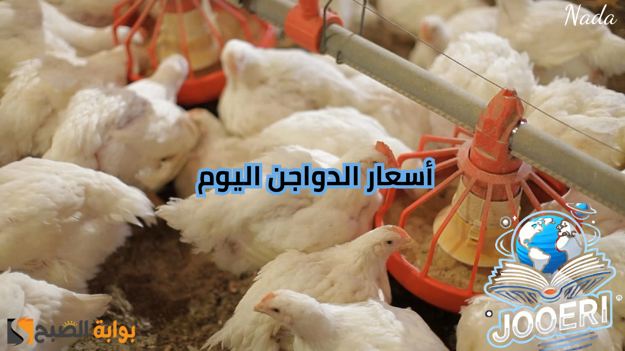 بورصة الدواجن تُوضح أسعار الفراخ والبيض اليوم في السوق المحلي للمستهلك