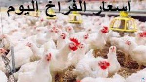 بين إنخفاض وأرتفاع كم تسجل؟!.. سعر الدواجن اليوم الثلاثاء الموافق 19 نوفمبر 2024 وهل تأثر سعر كرتونة البيض