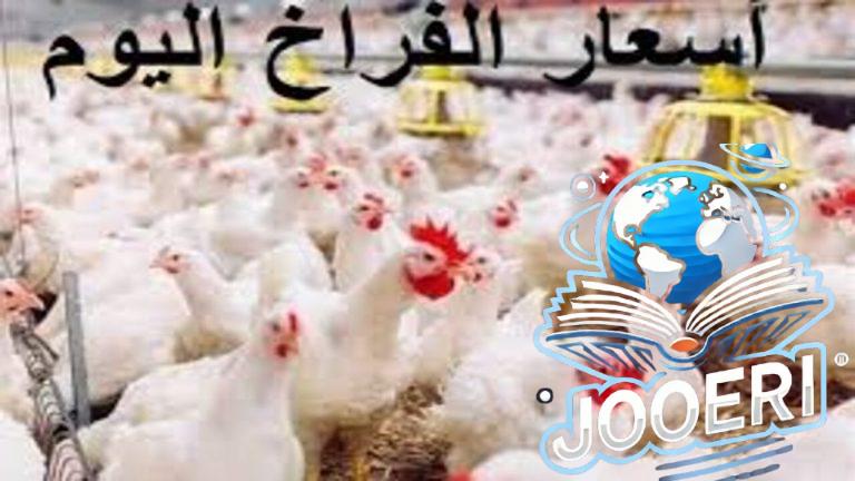 بين إنخفاض وأرتفاع كم تسجل؟!.. سعر الدواجن اليوم الثلاثاء الموافق 19 نوفمبر 2025 وهل تأثر سعر كرتونة البيض
