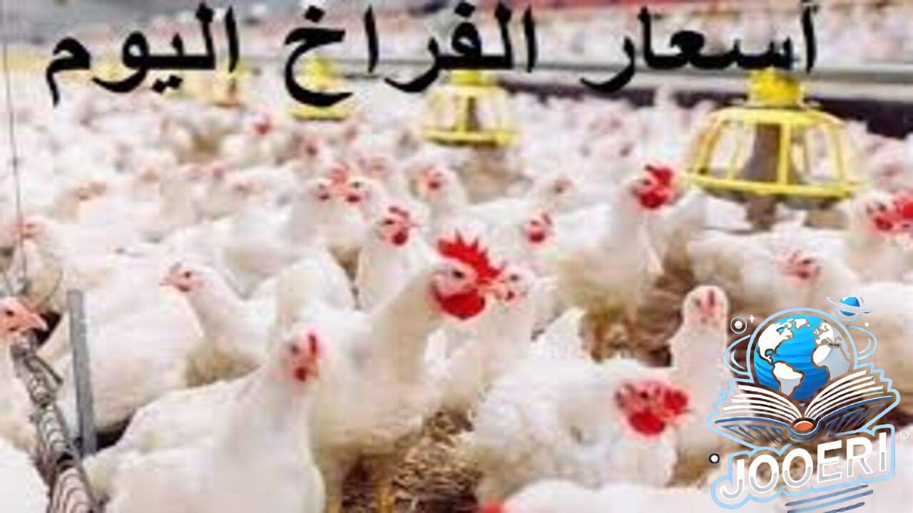 بين إنخفاض وأرتفاع كم تسجل؟!.. سعر الدواجن اليوم الثلاثاء الموافق 19 نوفمبر 2024 وهل تأثر سعر كرتونة البيض