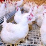 تراجع جديد في أسعار الفراخ البيضاء اليوم الأحد للمستهلك.. وهذا ثمن كرتونة البيض