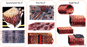 تركيب جسم الإنسان بالتفصيل