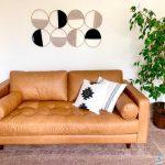 صور عن نوع من نباتات الزينة الداخلية دائم الخضرة لتمييز المنزل