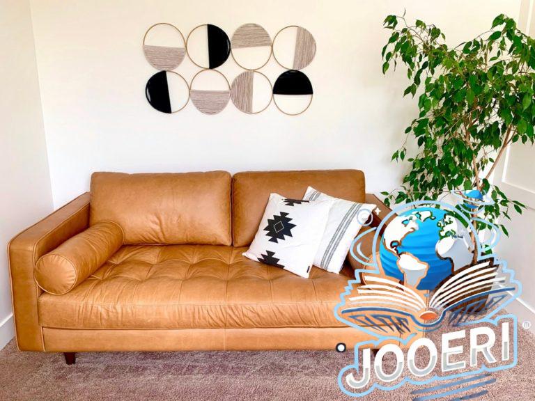 صور عن نوع من نباتات الزينة الداخلية دائم الخضرة لتمييز المنزل