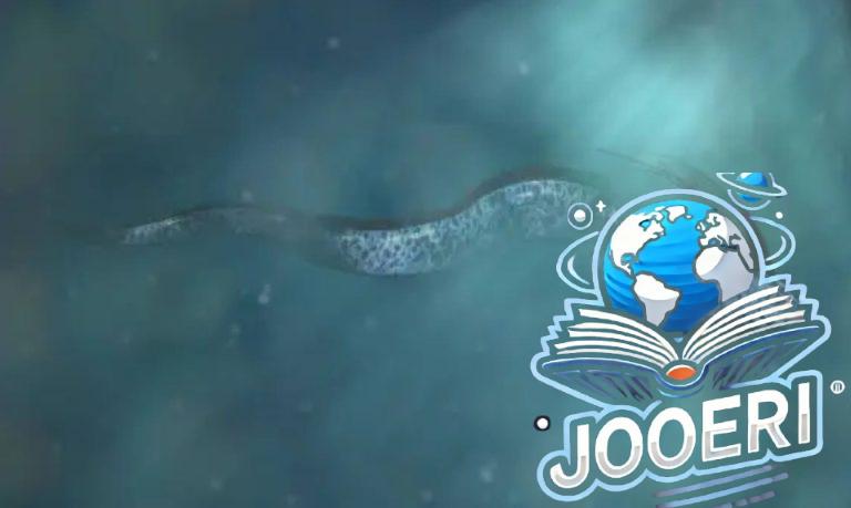 ظهور سمكة المجداف للمرة الثانية على أحد شواطئ كاليفورنيا.. ما دلالة ظهورها؟