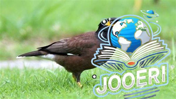 ظهور طائر المينا الهندي في الجزائر يثير القلق.. تهديد بيئي وصحي كبير