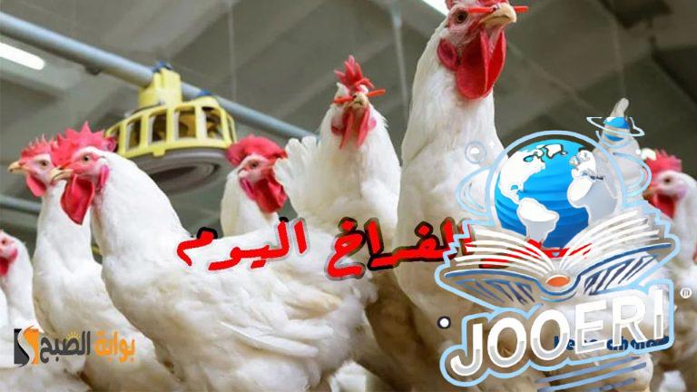 كم أسعار البانية والبيض… سعر الفراخ اليوم الإثنين 18 نوفمبر بعد التراجع في البورصة وللمستهلك