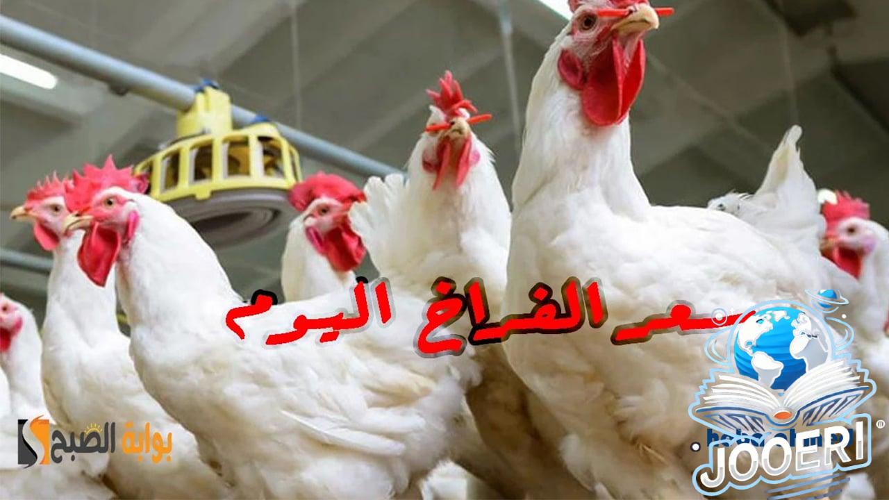 كم أسعار البانية والبيض… سعر الفراخ اليوم الإثنين 18 نوفمبر بعد التراجع في البورصة وللمستهلك