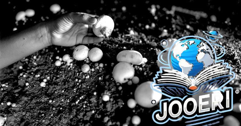 مستخلص فطر الزر الأبيض قد يقلل من التقدم