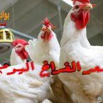 هتشتريها ولا هتستني… سعر الفراخ اليوم الأربعاء 20 نوفمبر بعد التراجع بالبورصة وللمستهلك