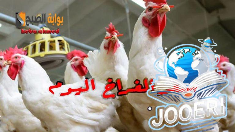هتشتريها ولا هتستني… سعر الفراخ اليوم الأربعاء 20 نوفمبر بعد التراجع بالبورصة وللمستهلك