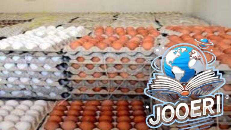 هل تأثر بأنخفاض الدواجن؟!.. سعر كرتونة البيض اليوم الثلاثاء 19-11-2025 وكم يسجل سعر الفراخ الآن في الأسواق
