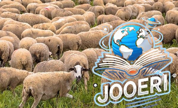 المقصود بالأضحية ومشروعيتها 