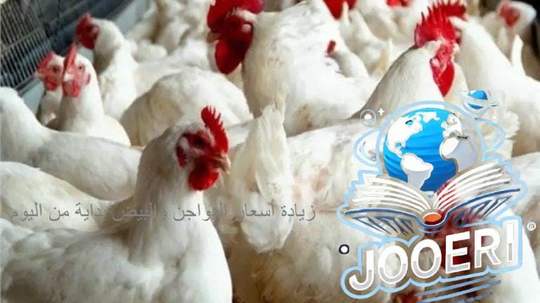 هنشتريها النهاردة بكام؟.. أسعار الدواجن اليوم الأحد 17 نوفمبر 2025