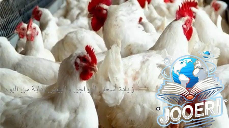 هنشتريها النهاردة بكام؟.. أسعار الدواجن اليوم الأحد 17 نوفمبر 2024