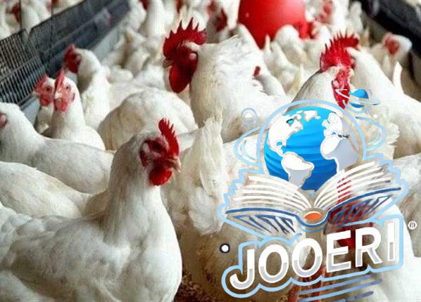 هنشتريها بكام النهاردة؟.. أسعار الفراخ البيضاء اليوم الثلاثاء 19-11-2024