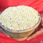 "كنز زراعي وتراث عريق".. شاهد سباق الأهالي في جازان لحصد "الخضير"