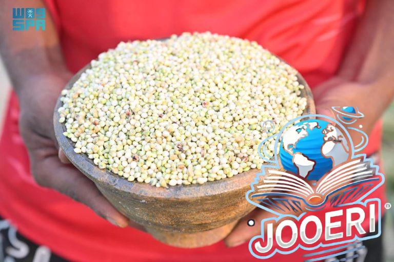 "كنز زراعي وتراث عريق".. شاهد سباق الأهالي في جازان لحصد "الخضير"