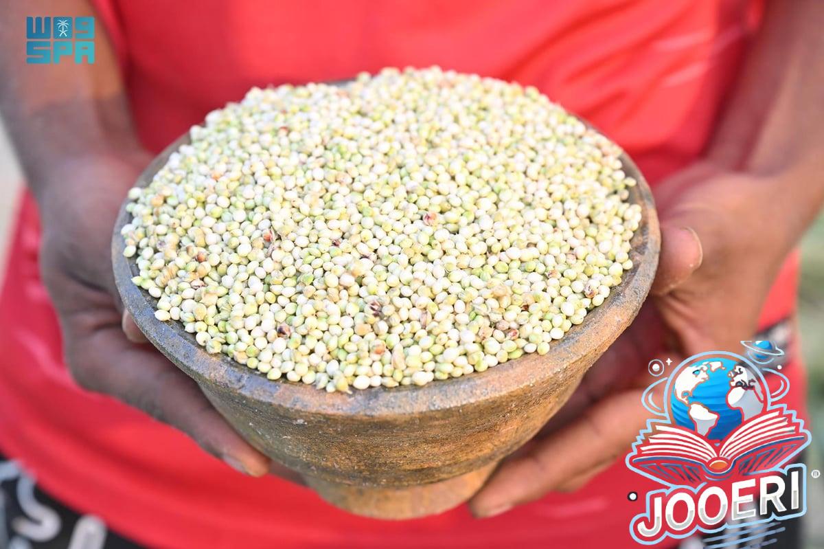 "كنز زراعي وتراث عريق".. شاهد سباق الأهالي في جازان لحصد "الخضير"