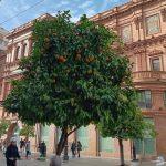 أخبار الأعمال - إشبيلية تكافح ضد تغير المناخ