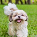 "إنها معجزة" - تم العثور على كلب متقاعد بعد ثلاثة أيام - ولم يترك جانبها