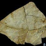 اكتشاف تاريخي.. العثور على كائنات بحرية تعود للعصر الإيوسيني شمال السعودية