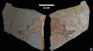 الأولى من نوعها.. اكتشاف بقايا كائنات بحرية عمرها 56 مليون سنة شمال السعودية