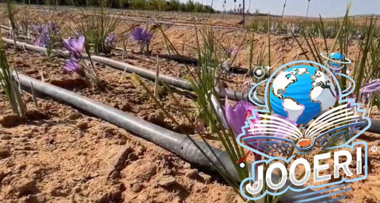 زراعة "الذهب الأحمر" في تيماء.. مشروع زراعي واعد يعزز التنمية المستدامة