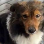 "عيون مليئة بالحزن" - كلبة تنتظر صاحبها في محطة الوقود منذ عامين ولن يأتي أبدًا