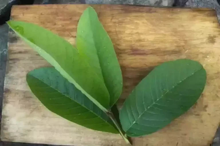 للرجال- أوراق هذه الفاكهة تعزز صحتك الجنسية